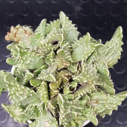 Faucaria tigrina  ( μοναδικό φυτό -unique )