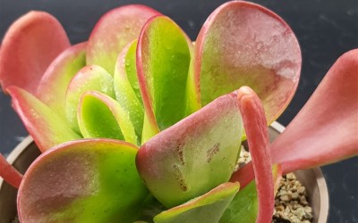 ΠΑΧΥΦΥΤΑ : ΚΟΚΚΙΝΕΣ - ΚΙΤΡΙΝΕΣ - ΠΟΡΤΟΚΑΛΙ ΑΠΟΧΡΩΣΕΙΣ ΣΤΑ ΠΑΧΥΦΥΤΑ ΚΑΙ ΟΙ ΠΑΡΑΓΟΝΤΕΣ ΠΟΥ ΤΙΣ ΠΡΟΚΑΛΟΥΝ