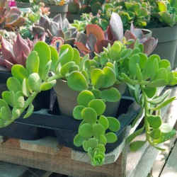Kleinia petraea ( Senecio jacobsenii ή Trailing Jade ) γλ. 8,5