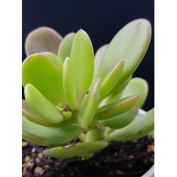 Kleinia petraea ( Senecio jacobsenii ή Trailing Jade ) γλ. 8,5