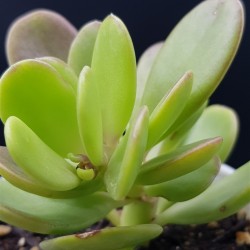 Kleinia petraea ( Senecio jacobsenii ή Trailing Jade ) γλ. 8,5