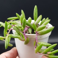 Othonna capensis "ruby necklace" ή "string of ruby"  ΓΛ. 8,5