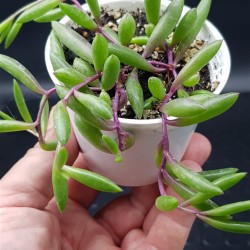 Othonna capensis "ruby necklace" ή "string of ruby"  ΓΛ. 8,5