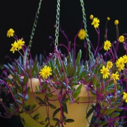 Othonna capensis "ruby necklace" ή "string of ruby" ( μοναδικό φυτό -unique )