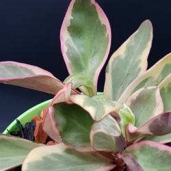 Peperomia clusiifolia Jelly Variegated Pink Edge 13
