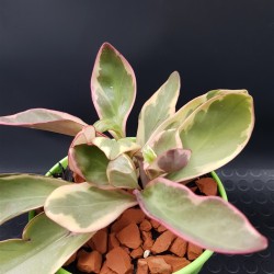 Peperomia clusiifolia Jelly Variegated Pink Edge 13