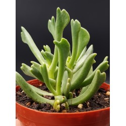 Rhombophyllum dolabriforme γλ. 8,5