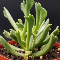 Rhombophyllum dolabriforme γλ. 8,5