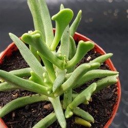 Rhombophyllum dolabriforme γλ. 8,5