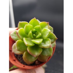 Sedeveria " letizia " 8.5