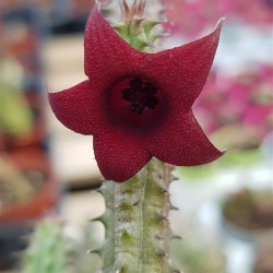 Huernia chnepernia ΓΛ 8,5