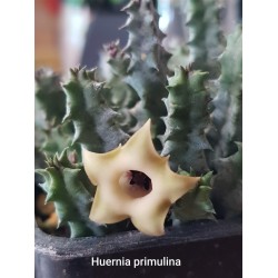 Huernia primulina ΓΛ 8,5