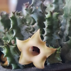 Huernia primulina ΓΛ 8,5