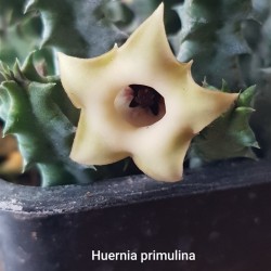Huernia primulina ΓΛ 8,5
