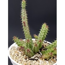 Huernia chnepernia ΓΛ 8,5