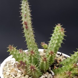 Huernia chnepernia ΓΛ 8,5
