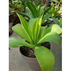 Agave attenuata γλ.10 lit