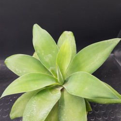 Agave attenuata γλ.10 lit