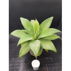 Agave attenuata γλ.10 lit