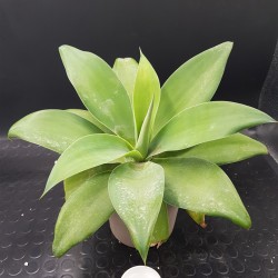 Agave attenuata γλ.10 lit