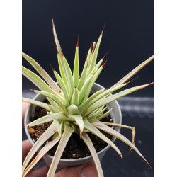 Agave stricta nana gl. 8,5