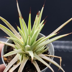 Agave stricta nana gl. 8,5