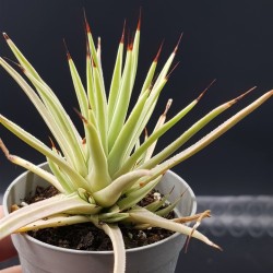 Agave stricta nana gl. 8,5