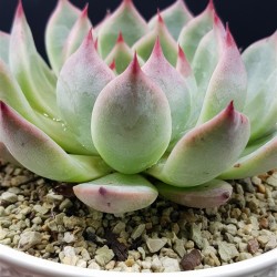 Echeveria  chichuachuensis   γλ 8,5