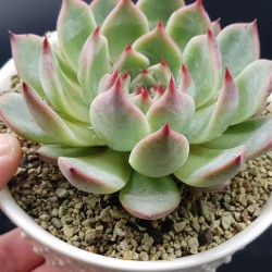  Echeveria  chichuachuensis   γλ 8,5