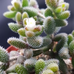 Delosperma echinatum ΓΛ.8.5