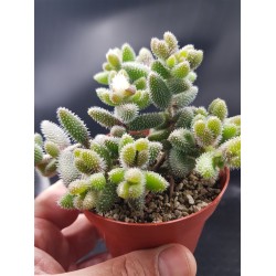 Delosperma echinatum ΓΛ.8.5