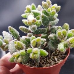 Delosperma echinatum ΓΛ.8.5