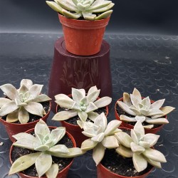 Graptopetalum paraguayense ( ghost plant )  8,5