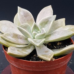 Graptopetalum paraguayense ( ghost plant )  8,5
