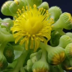 Greenovia Aurea gl. 8,5