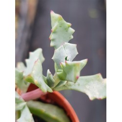 Oscularia deltoides ΓΛ . 5,5 