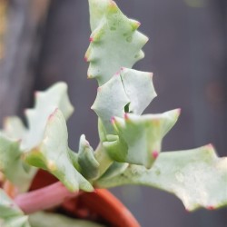 Oscularia deltoides ΓΛ . 5,5 