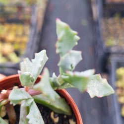 Oscularia deltoides ΓΛ . 5,5 