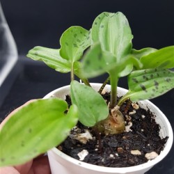 Scilla maculata  gl.8,5  