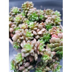 Sedum little gem x gremosedum little gem  ΓΛ. 10 