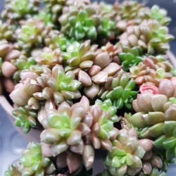 Sedum little gem x gremosedum little gem  ΓΛ. 10 