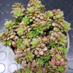 Sedum little gem x gremosedum little gem  ΓΛ. 10 
