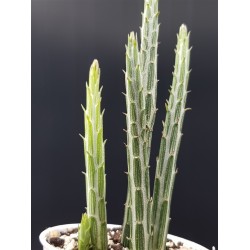 Senecio stapeliiformis (Kleinia stapeliiformis) " pickle plant "   γλ. .8,5