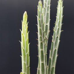 Senecio stapeliiformis (Kleinia stapeliiformis) " pickle plant "   γλ. .8,5