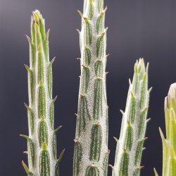 Senecio stapeliiformis (Kleinia stapeliiformis) " pickle plant "   γλ. .8,5