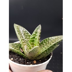 ALOE VARIEGATA ( TIGER ALOE )  ΓΛ . 8,5