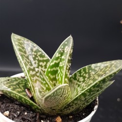 ALOE VARIEGATA ( TIGER ALOE )  ΓΛ . 8,5
