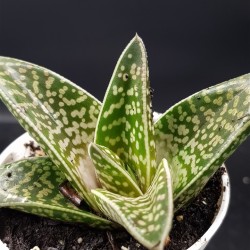 ALOE VARIEGATA ( TIGER ALOE )  ΓΛ . 8,5