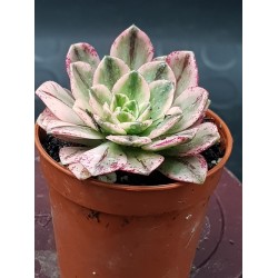 Aeonium "Bronze medal variegata "   5,5