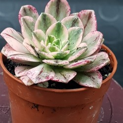 Aeonium "Bronze medal variegata "   5,5